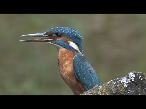 Eisvogel, das fliegende Juwel - Kingfisher, the flying jewel