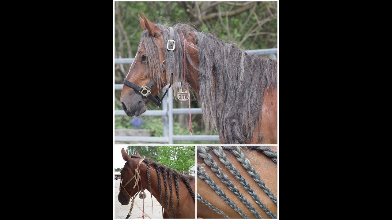 [UMSTYLING] Mustang Feenja - Mähnentransformation