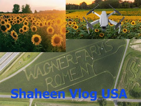 Sunflower Garden .Wagner Farms , Rome, NY