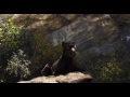 The Jungle Book HD 2016 Shere Khan Appears