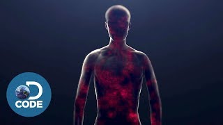 How Ebola Infects the Body