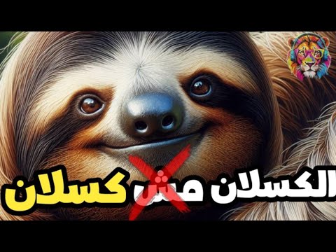 8 اسرار صادمة عن حيوان الكسلان لن تصدق انها حقيقية 😱| ليه شعره هينقذ حياة البشر فى المستقبل !!