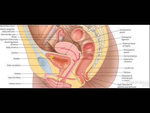 Urinary bladder inferior lateral surfaces