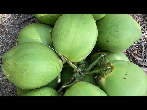 A grade solid green tender coconut, coconut size: medium