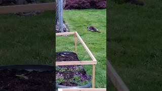 Sneaky cat VLOG #dailylife #cutecat #adorable #funnycat #catlife #relatable #spring #fluffycat