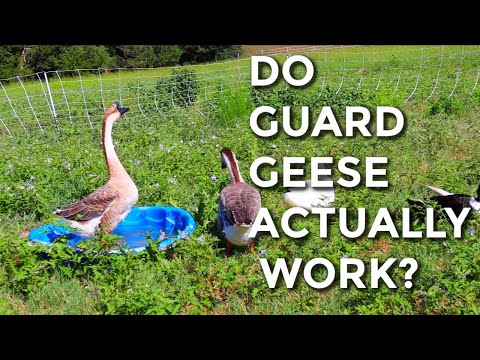 , title : 'Do Guard Geese Work?'