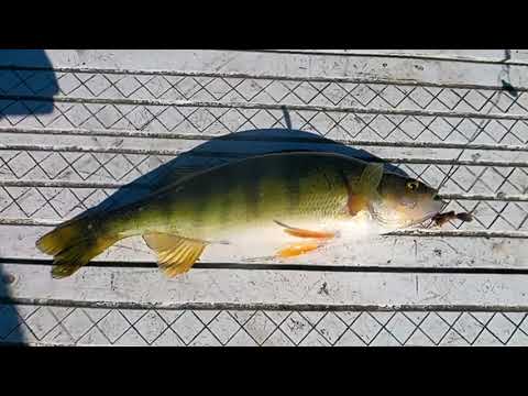 perch madness round 2 - HD available for best viewing