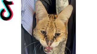 Closet Monster 😹😻 Stryker The Cat Compilation 2021 #shorts