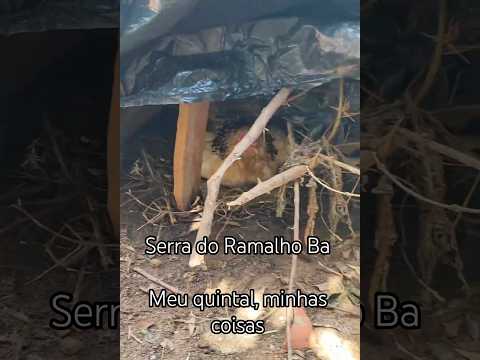 Serra do Ramalho Ba, meu quintal e minha música #vidanaroça #biah