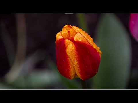 Darktable Episode 51: diffuse and sharpen module in practice