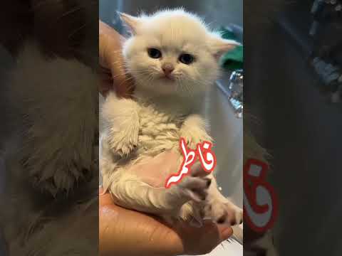 kitten says Fatima Fatima #cat #dubmasteratiq #funny #naturelovers #kitten #cute