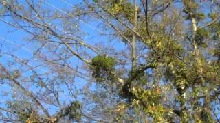 mistletoe, a parasitic plant