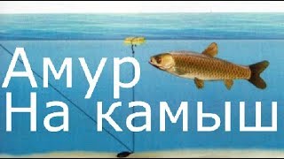 Амур на что ловить рыбалка
