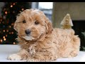 Mini Goldendoodle dogs for sale: Daisy  - Video 1