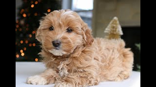 Video preview image #1 Goldendoodle (Miniature) Puppy For Sale in NARVON, PA, USA
