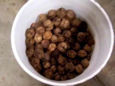 download lagu mp3 mp4 Walnut Price Per Pound 2018, download lagu Walnut Price Per Pound 2018 gratis, unduh video klip Walnut Price Per Pound 2018