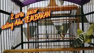 Download lagu TERIAKAN  2 sirtu ini bikin sirtu lain yang mendengar Auto ikutan EMOSI mp3