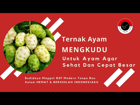 Ayam besar panjang untuk seorang gadis kecil Bagaimana Anda dapat membuat di rumah perempuan patogen