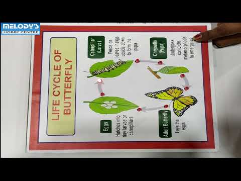 Wood life cycle of butterfly with lights/biology project & m...