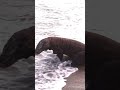Komodo Dragon wants to swim 🏊‍♂️ #amazing #animals