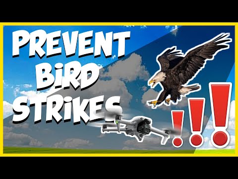 Avoid Losing Your Drone: How to Protect It from Bird Attacks