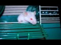 Stuart Little Debut