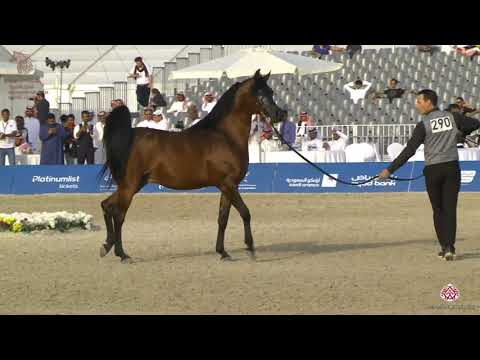 N 290 RAZI AL KHALEDIAH   Asharqia Arabian Horse Classic 2020   Stallions 10+ Years Old Class 12