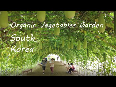 [4k] Korea Tour, Guro-Gu (구로구) Horta de vegetais orgânicos/ 향토작물 그늘터널, Seul, Coreia do Sul.
