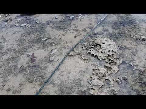 Shelll gathering at low tide Tamban  Beach Resort  Baliangao Mis.Occ. Philippines