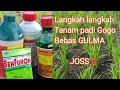JOSS ️ Cara Tanam Padi Gogo Bebas Gulma