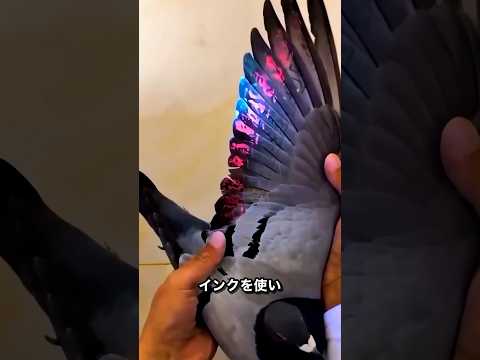 ハトの羽に印をつける理由
