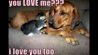 LOLCats in Junkie by Poe Cats Kittens Loves and even a Puppy or Two