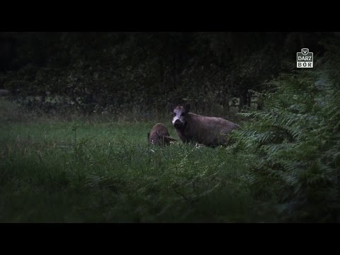 Darz Bór odc 146 - Nocne łowy z dziką niespodzianką