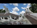 El Moro Pigeon Show Punta Gorda
