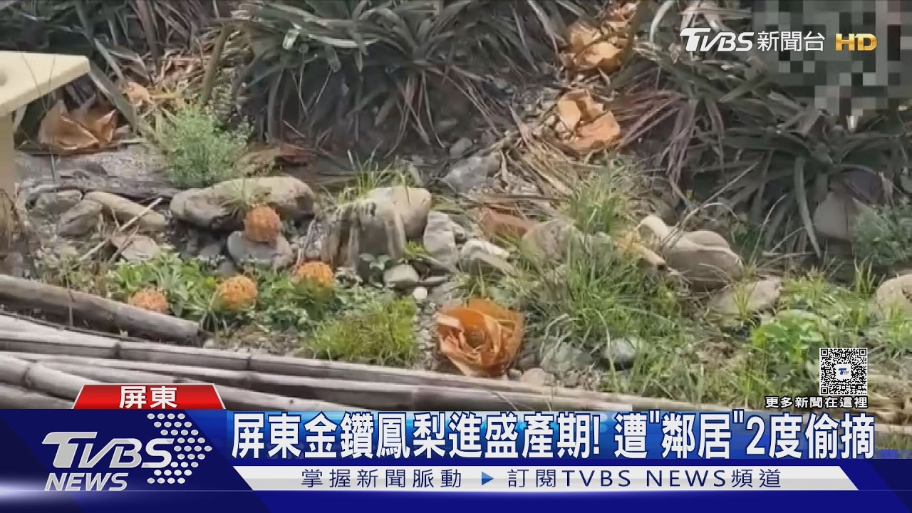 影音/屏東高樹金鑽鳳梨狂偷130顆! 果農心痛小偷竟是鄰居