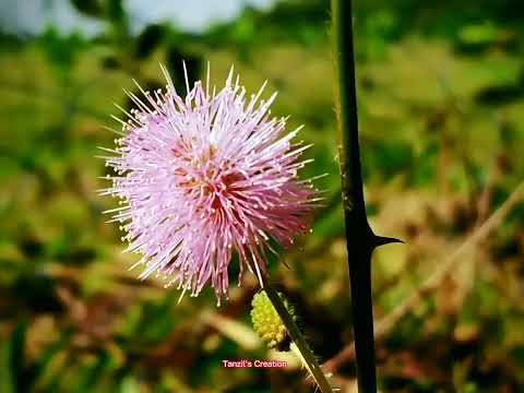 লজ্জাবতী ফুল🌸