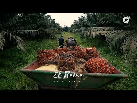 Registran producción de casi 130 mil toneladas métricas de aceite de palma africana