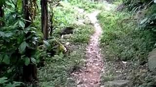 preview picture of video 'Trip ke Gunung Sanggabuana - Loji Karawang'
