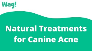 Natural Treatments for Canine Acne | Wag!