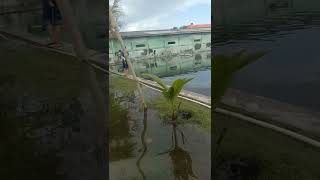 Download lagu banjir pangandaran mp3 Download lagu banjir pangandaran mp3