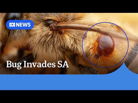 1000 Hives video
