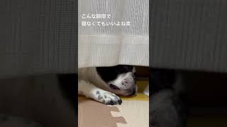 隙間が大好きなワンコ #vlog #フレンチブルドッグ #フレブル #frenchie #shorts 　　　　　　　　　"The dog loves small spaces."