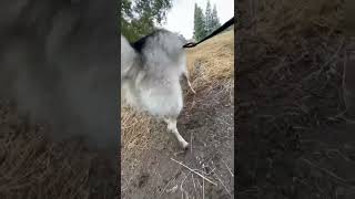 Would you recommend this ￼ Treatment￼ for a husky friend￼