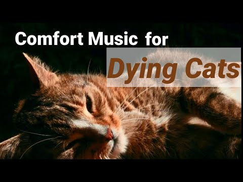 Comfort Music for Dying Cats Relaxing Music for Stressed Cats