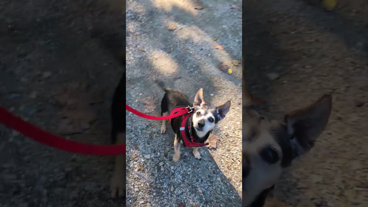 Enlarge Dannie, a Adoptable mixed breed in Maybrook, NY video 6/6