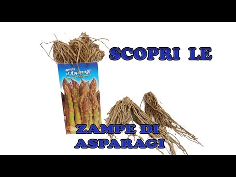 Zampe di Asparago , Cosa sono le zampe di asparago e come si coltivano