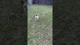 Video preview image #1 Chihuahua Puppy For Sale in Boonton, NJ, USA