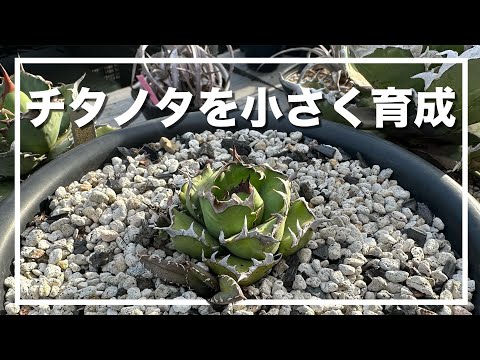 園芸 ドワーフアガベ、ミニチュアアガベ