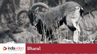 Bharal - the goat-antelope of Himalayas 