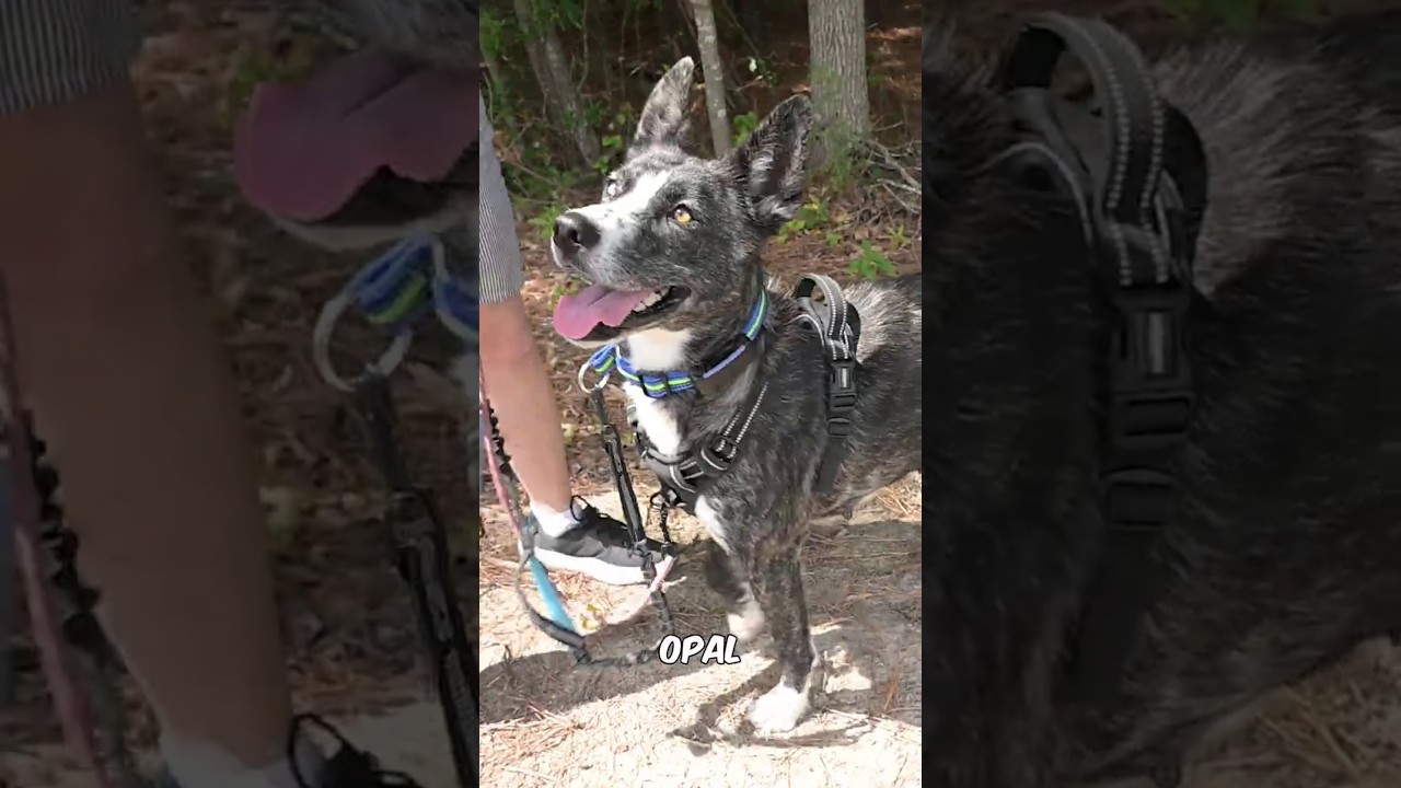 Enlarge Opal, a Adoptable mixed breed in Chapel Hill, NC video 6/6